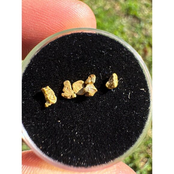California Gold Nuggets in Display Case - 0.33 grams - Picture 8 of 8